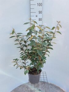Elaeagnus ebbingei 60-80 cm cont. 5,0L - afbeelding 6