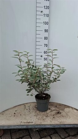 Elaeagnus ebbingei 60-80 cm cont. 5,0L - afbeelding 9