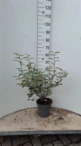 Elaeagnus ebbingei 60-80 cm cont. 5,0L - afbeelding 9