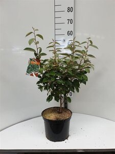 Elaeagnus ebbingei 60-80 cm cont. 5,0L - afbeelding 6