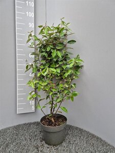 Elaeagnus ebbingei 60-80 cm cont. 5,0L - afbeelding 7