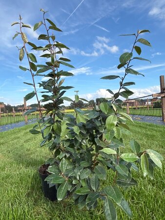Elaeagnus ebbingei 60-80 cm cont. 5,0L - afbeelding 3