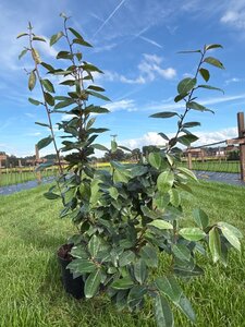 Elaeagnus ebbingei 60-80 cm cont. 5,0L - afbeelding 3