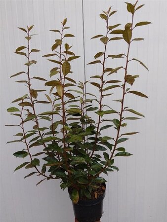 Elaeagnus ebbingei 60-80 cm cont. 5,0L - afbeelding 8