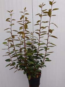 Elaeagnus ebbingei 60-80 cm cont. 5,0L - afbeelding 8