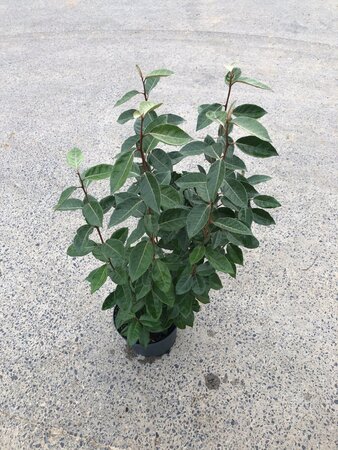Elaeagnus ebbingei 60-80 cm cont. 5,0L - afbeelding 1