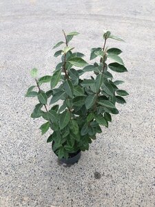 Elaeagnus ebbingei 60-80 cm cont. 5,0L