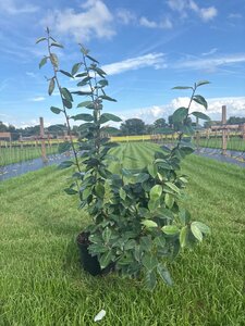 Elaeagnus ebbingei 60-80 cm cont. 5,0L - afbeelding 4