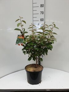 Elaeagnus ebbingei 60-80 cm cont. 5,0L - afbeelding 7