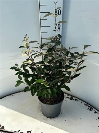 Elaeagnus ebbingei 60-80 cm cont. 5,0L - afbeelding 5