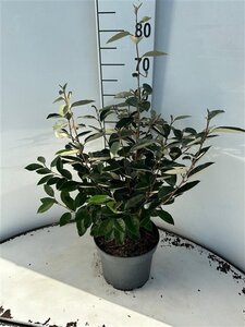 Elaeagnus ebbingei 60-80 cm cont. 5,0L - afbeelding 5