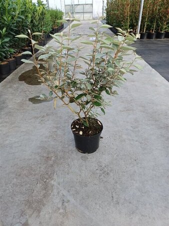 Elaeagnus ebbingei 60-80 cm cont. 5,0L - afbeelding 4