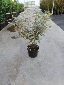 Elaeagnus ebbingei 60-80 cm cont. 5,0L - afbeelding 4