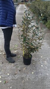 Elaeagnus ebbingei 80-100 cm cont. 5,0L - afbeelding 3