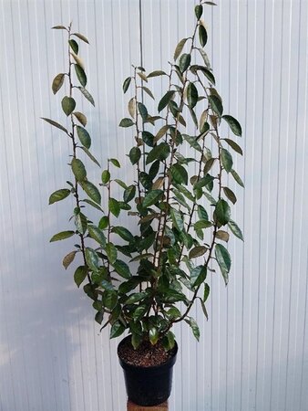 Elaeagnus ebbingei 80-100 cm cont. 5,0L - image 4