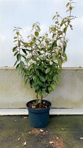 Elaeagnus ebbingei 80-100 cm cont. 7,5L - afbeelding 5