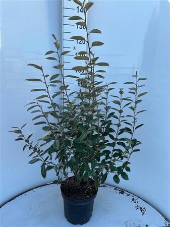 Elaeagnus ebbingei 80-100 cm cont. 7,5L - afbeelding 4