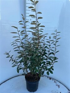 Elaeagnus ebbingei 80-100 cm cont. 7,5L - afbeelding 4
