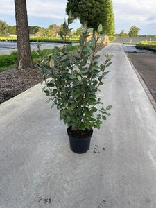 Elaeagnus ebbingei 80-100 cm cont. 7,5L - afbeelding 6
