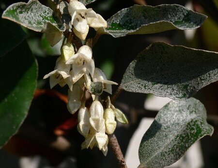 Elaeagnus ebbingei 80-100 cm cont. 7,5L - afbeelding 2