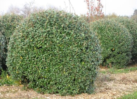 Elaeagnus ebbingei 80-100 cm cont. 7,5L - afbeelding 3