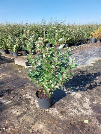 Elaeagnus ebbingei 80-100 cm cont. 7,5L - afbeelding 6