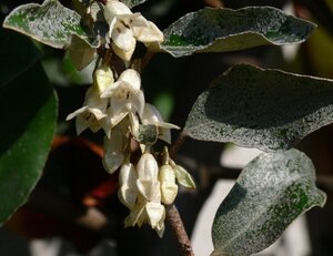 Elaeagnus ebbingei 80-100 cm cont. 7,5L - image 2