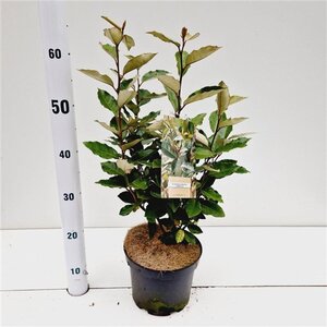 Elaeagnus ebb. 'Compacta' 40-50 cm cont. 3,0L - afbeelding 6