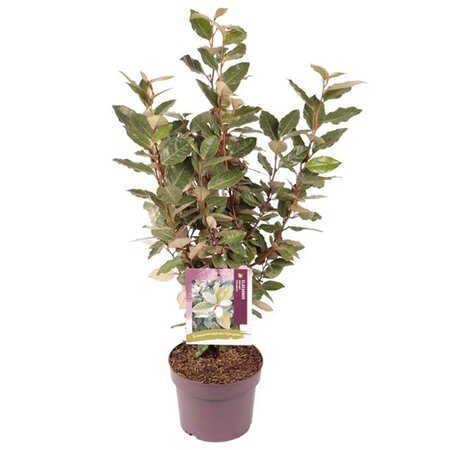 Elaeagnus ebb. 'Compacta' 40-50 cm cont. 3,0L - image 3