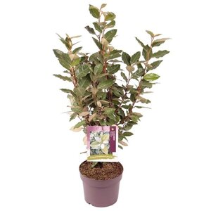 Elaeagnus ebb. 'Compacta' 40-50 cm cont. 3,0L - image 3
