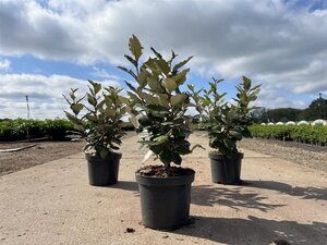 Elaeagnus ebb. 'Compacta' 40-50 cm cont. 3,0L - image 5