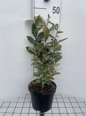 Elaeagnus ebb. 'Compacta' 40-50 cm cont. 3,0L - image 4