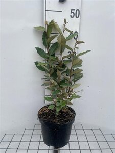 Elaeagnus ebb. 'Compacta' 40-50 cm cont. 3,0L - image 4