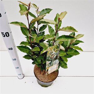 Elaeagnus ebb. 'Compacta' 40-50 cm cont. 3,0L - image 7