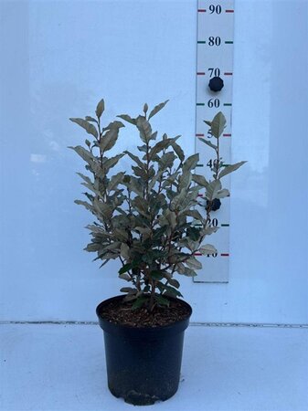 Elaeagnus ebb. 'Compacta' 40-60 cm cont. 5,0L - afbeelding 2