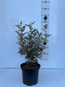 Elaeagnus ebb. 'Compacta' 40-60 cm cont. 5,0L - afbeelding 2