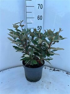 Elaeagnus ebb. 'Compacta' 40-60 cm cont. 5,0L