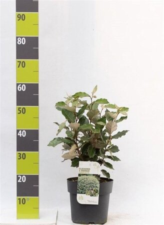 Elaeagnus ebb. 'Compacta' 40-60 cm cont. 5,0L - afbeelding 2