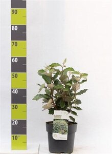 Elaeagnus ebb. 'Compacta' 40-60 cm cont. 5,0L - afbeelding 2