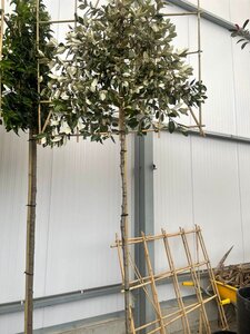 Elaeagnus ebb. 'Compacta' 8-10 STA4 cont. 25L screen,br120xh120 180 cm stem