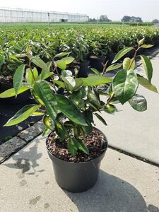 Elaeagnus ebb. 'Limelight' geen maat specificatie cont. 3,0L