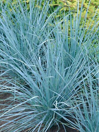 Elymus magellanicus geen maat specificatie 0,55L/P9cm