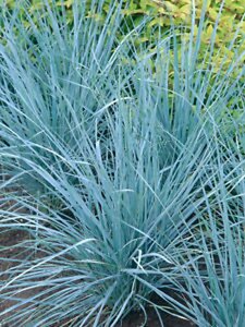 Elymus magellanicus geen maat specificatie 0,55L/P9cm