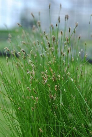 Eleocharis palustris geen maat specificatie 0,55L/P9cm