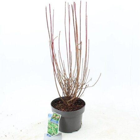 Enkianthus campanulatus 40-50 cm cont. 5,0L - afbeelding 2