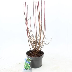 Enkianthus campanulatus 40-50 cm cont. 5,0L - afbeelding 2
