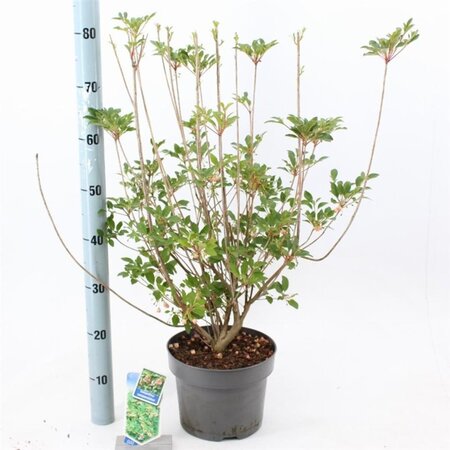 Enkianthus campanulatus 40-50 cm cont. 5,0L - afbeelding 3