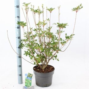 Enkianthus campanulatus 40-50 cm cont. 5,0L - afbeelding 3