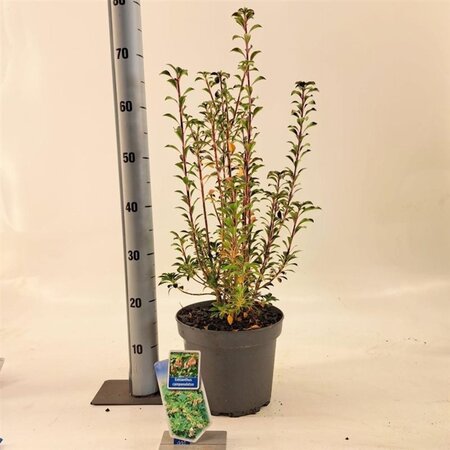 Enkianthus campanulatus 40-50 cm cont. 5,0L - afbeelding 4