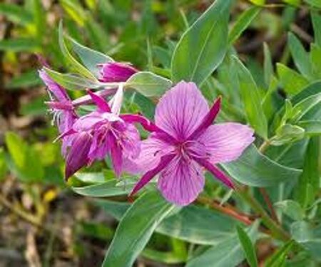 Epilobium angustifolium geen maat specificatie 0,55L/P9cm - afbeelding 1
